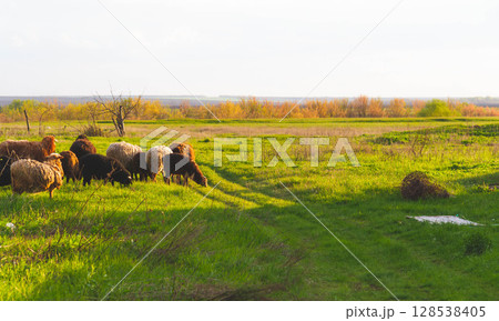 A flock of sheep. Sheep in the pasture. The herd is grazing in the field. A flock of sheep. Sheep in the pasture. The herd is grazing in the field. 128538405