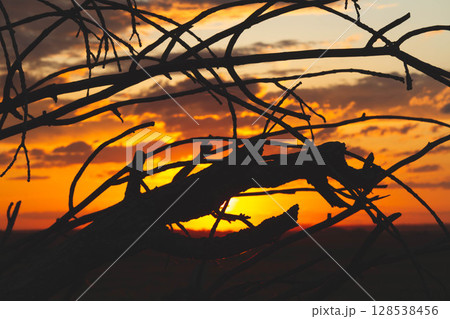 Silhouettes of trees at sunset. Withered tree against the backdrop of the sun. Silhouettes of trees at sunset. Withered tree against the backdrop of the sun. 128538456