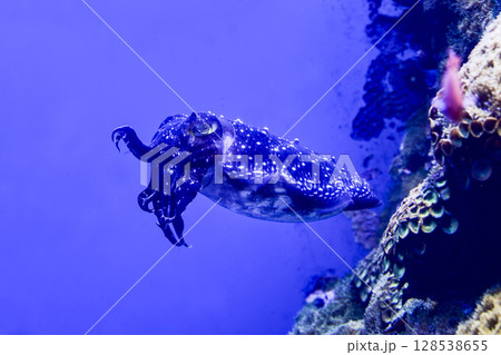 コブシメ 128538655