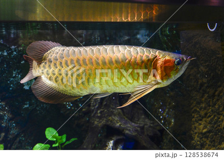 アジアアロワナ アジアアロワナ 128538674