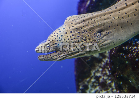 ニセゴイシウツボ 128538714