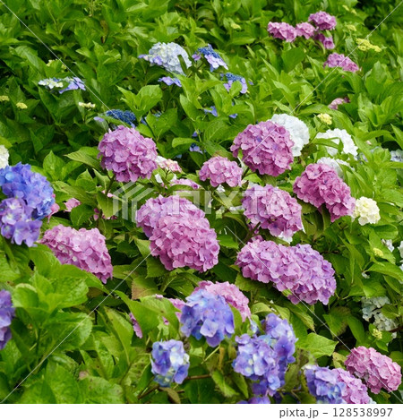 ピンクと紫色の鮮やかな複数の紫陽花　 128538997