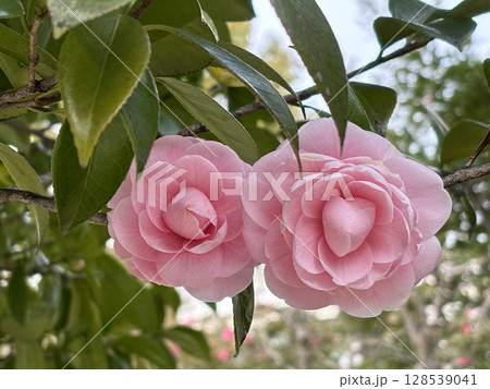 Two blooming pink camellia flowers, with lush green leaves and branches in the background. 128539041