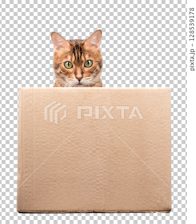 Curious Bengal Kitten in a Box Curious Bengal Kitten in a Box 128539178