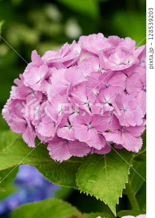 雨上がり 鮮やかなピンクのふんわり紫陽花 雨上がり 鮮やかなピンクのふんわり紫陽花 128539203