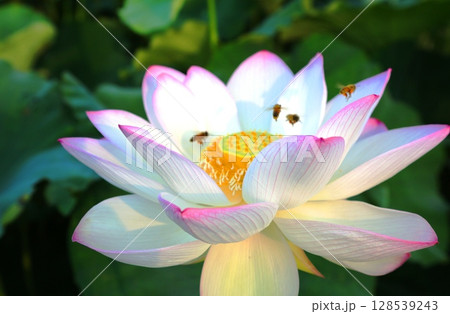 みやき町蓮 128539243