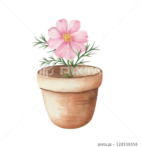 Watercolor illustration of a pink cosmos flower in a clay pot on a white background. Hand-painted botanical artwork. Perfect for prints, postcards, invitations, packaging, and home deco 128539358