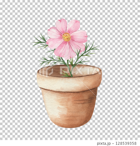 Watercolor illustration of a pink cosmos flower in a clay pot on a white background. Hand-painted botanical artwork. Perfect for prints, postcards, invitations, packaging, and home deco 128539358