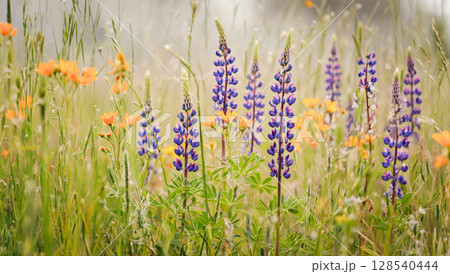 Wild Lupine Flowers Blooming In Summer Meadow With Morning Fog For Nature And Seasonal Visuals. Concept Of Wildflower Beauty, Summer Landscapes, Eco Lifestyle, And Natural Botanical Backgrounds 128540444