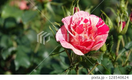 美しいバラの花 128540624