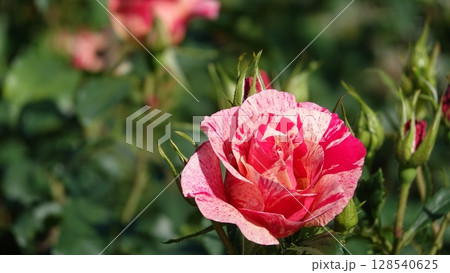 美しいバラの花 128540625