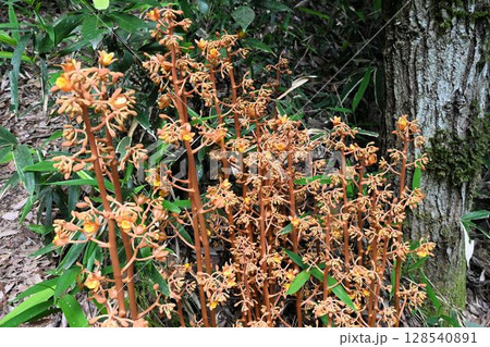 六甲の山の日陰の場所で見られた淡い茶色の複総状花序の腐生植物のツチアケビの群生 六甲の山の日陰の場所で見られた淡い茶色の複総状花序の腐生植物のツチアケビの群生 128540891