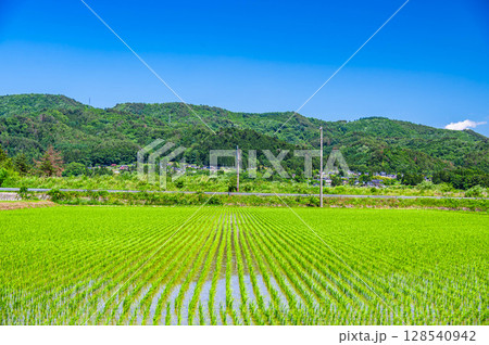 初夏の水田が広がる自然風景　 128540942