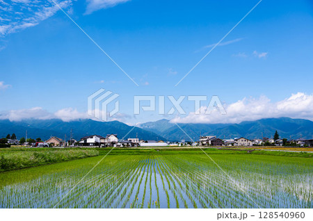 初夏の爽やかな田園風景　松本市 128540960