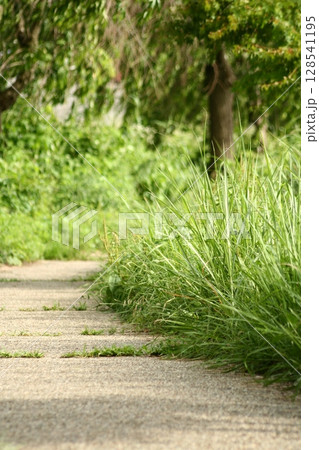 an 道 7月 July 縦 128541195