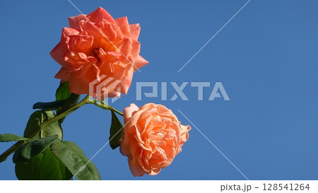 美しいバラの花 美しいバラの花 128541264