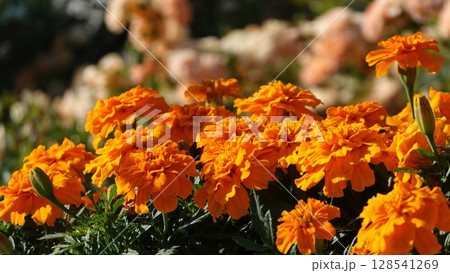 美しいバラの花 美しいバラの花 128541269