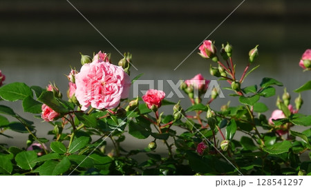 美しいバラの花 128541297