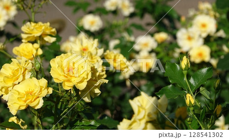 美しいバラの花 128541302