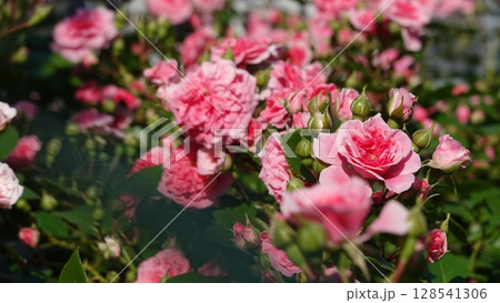 美しいバラの花 128541306
