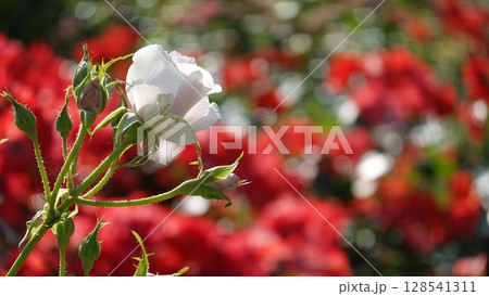 美しいバラの花 128541311