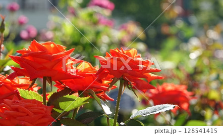 美しいバラの花 美しいバラの花 128541415