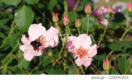 美しいバラの花 128541421