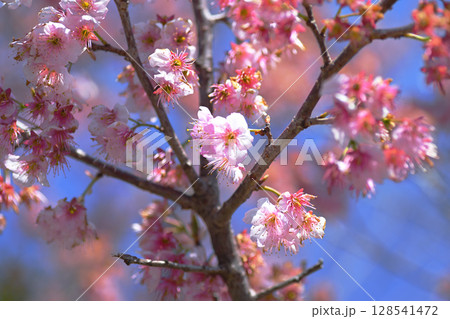 東谷山フルーツパーク　桜 128541472