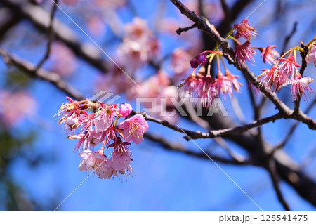 東谷山フルーツパーク　桜 128541475