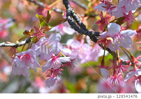 東谷山フルーツパーク 桜 東谷山フルーツパーク 桜 128541476