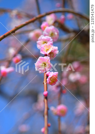 東谷山フルーツパーク 梅 東谷山フルーツパーク 梅 128541479