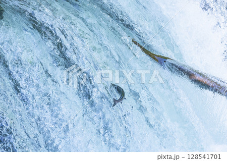 北海道清里町のさくらの滝に遡上するサクラマス 北海道清里町のさくらの滝に遡上するサクラマス 128541701