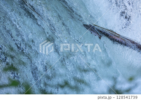 北海道清里町のさくらの滝に遡上するサクラマス 128541739