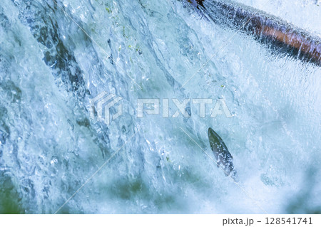 北海道清里町のさくらの滝に遡上するサクラマス 128541741