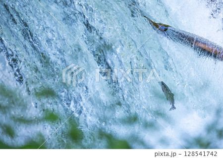 北海道清里町のさくらの滝に遡上するサクラマス 128541742