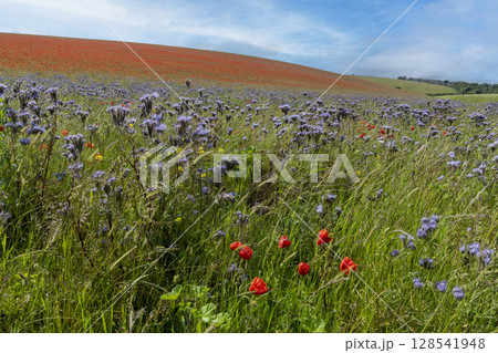 Thistle and poppies in large numbers on sunny day 128541948