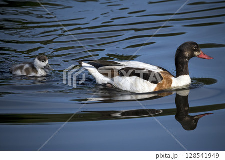 Shelduck and duckling swimming at wetlands nature reserve 128541949
