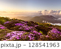 ミヤマキリシマ咲く霧島　高千穂の峰　新燃岳を望む 128541963