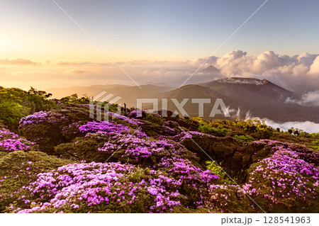 ミヤマキリシマ咲く霧島　高千穂の峰　新燃岳を望む 128541963
