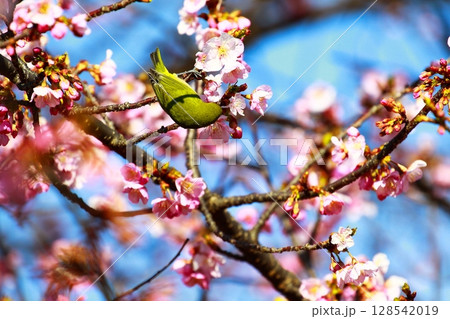 桜とメジロ 128542019