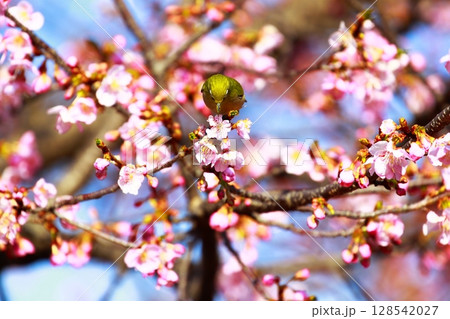 桜とメジロ 128542027