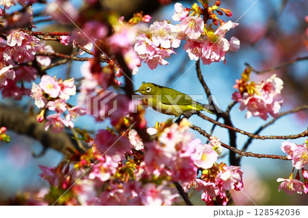 桜とメジロ 桜とメジロ 128542036
