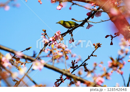 桜とメジロ 桜とメジロ 128542048
