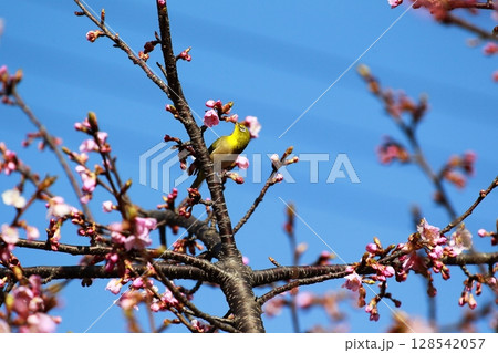桜とメジロ 128542057