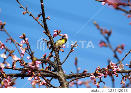 桜とメジロ 桜とメジロ 128542058