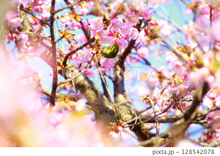桜とメジロ 128542078