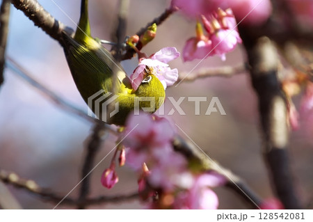 桜とメジロ 桜とメジロ 128542081