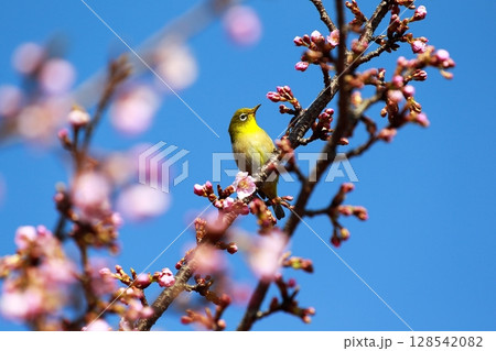 桜とメジロ 128542082