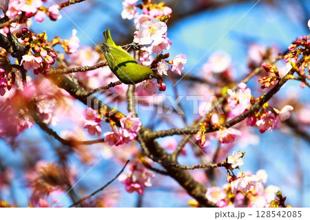 桜とメジロ 128542085