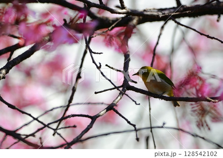桜とメジロ 128542102